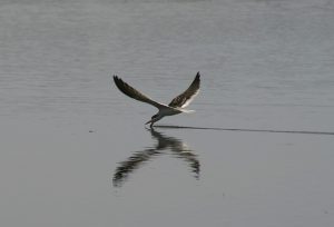 Black Skimers Bird