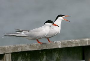 Common Terns